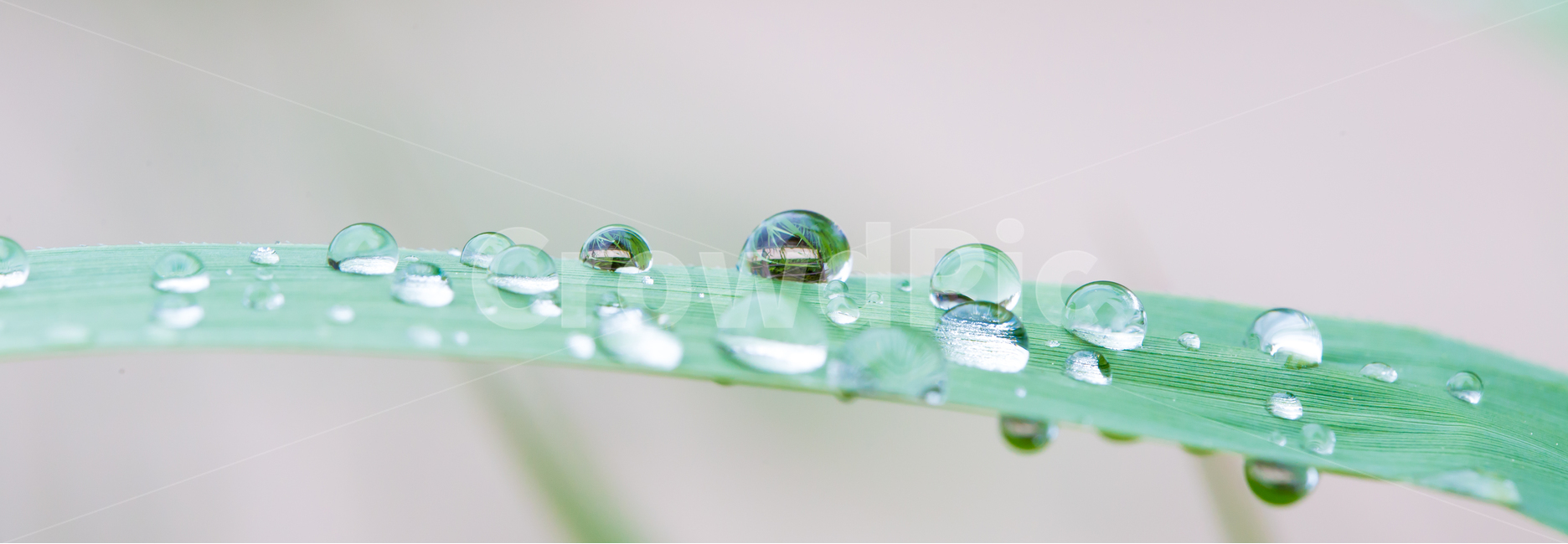 봄,아침이슬,빛방울,자연,휴식,식물,자연,plants,nature,감성,sensible,feeling,비,비오는날,rain,rainy