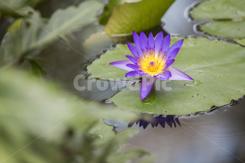 수련,연꽃,연못,식물,flower,plant,수생식물,color,자연,blossom,식물,자연,plants,nature,꽃,flower