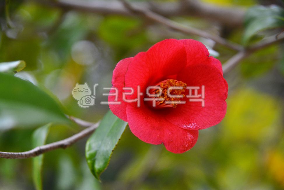 동백꽃,동백나무,겨울꽃,빨간색꽃,광상수,관상용,정원수,원예식물,camellia,꽃,플라워,flower,동백나무잎