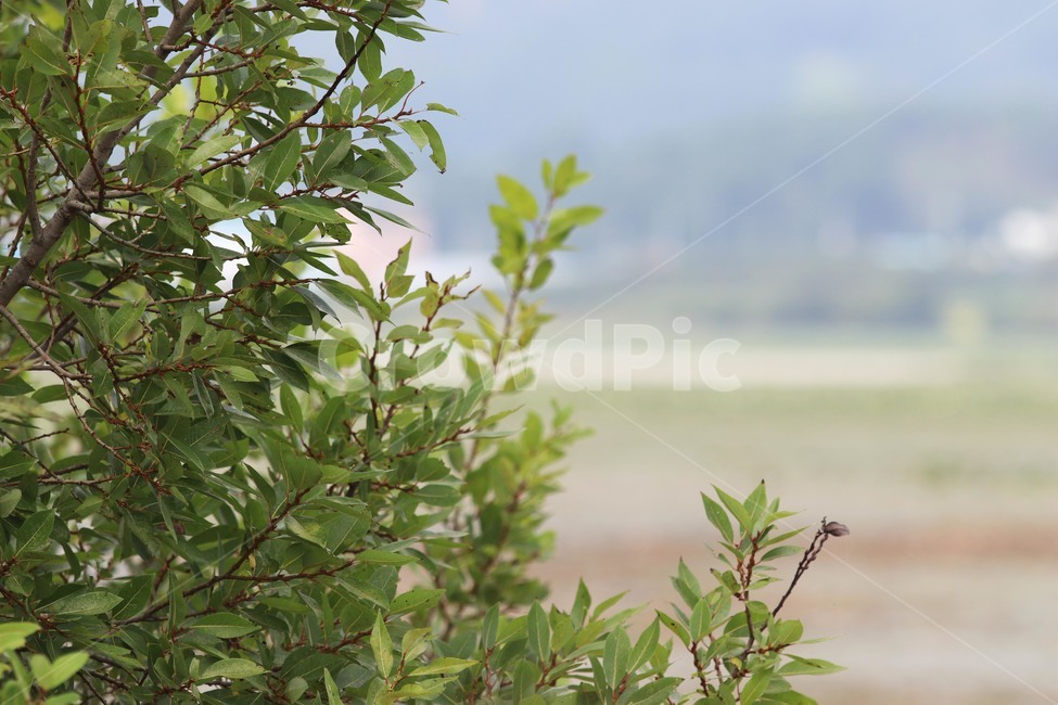 plant,식물,나무,풍경,landscape,식물,자연,plants,nature