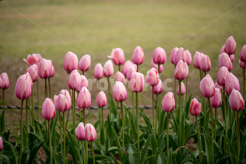 튤립,꽃,봄,봄꽃,식물,야외,실외,봄,계절,spring,season,식물,자연,plants,nature,꽃,flower,plant,blossom