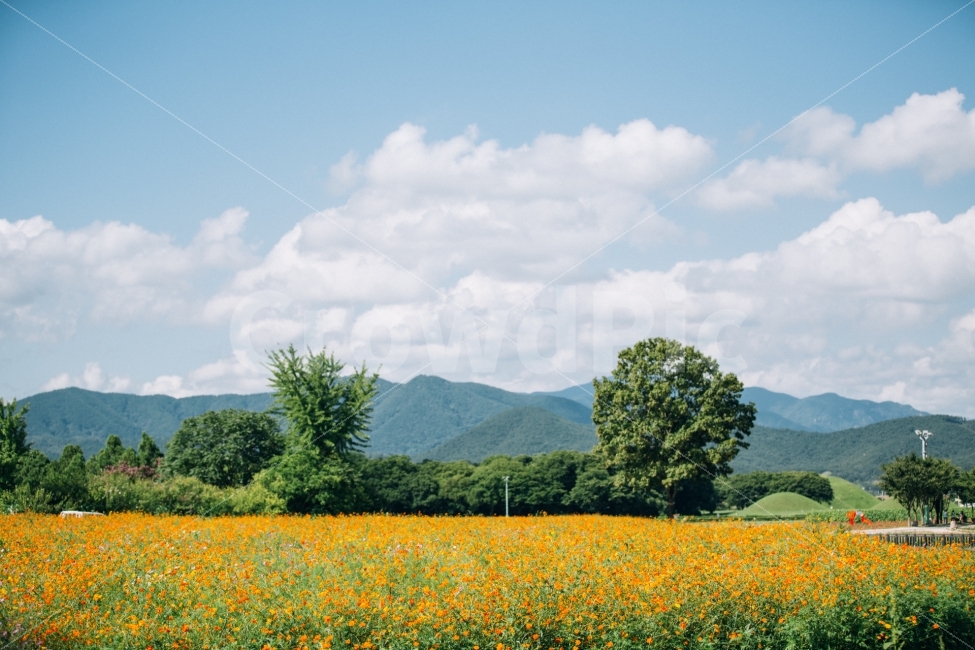 경주,첨성대,하늘,구름,나무,꽃,자연,풍경,nature,landscape,감성,sensible,feeling,field,들,grassland,목초지,outdoors,옥외
