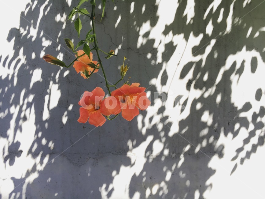 식물,꽃,flower,여름꽃,주황,주황색,식물,자연,plants,nature,꽃,flower