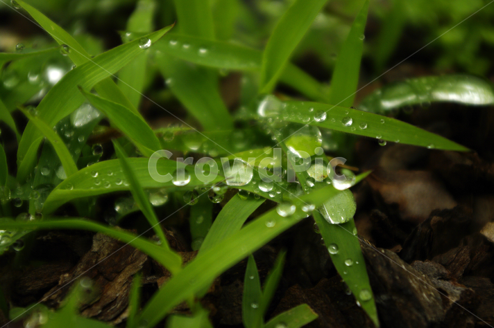 이슬,풀,식물,잎,초록색,식물,자연,plants,nature