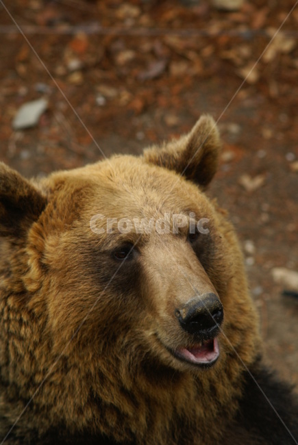 사파리,얼굴,에버랜드,곰,bear,동물,animal,포유류,mammal