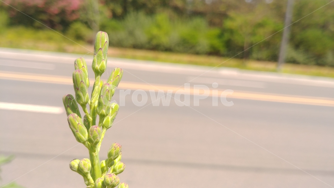 grass,잔디,plant,식물,도로