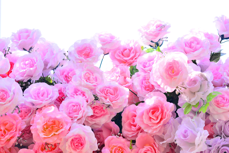 장미꽃,로즈,꽃,조화,핑크색,분홍색,아름다운,화려한,배경,바탕,백그라운드,roses,flowers,background,pink,꽃송이,식물,자연,plants,nature,꽃,flower