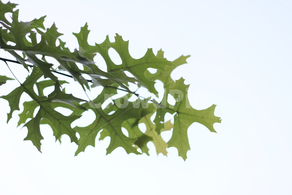 나무,하늘,녹색,연두,green,sky,blue,잎,식물,plant,leaf,tree