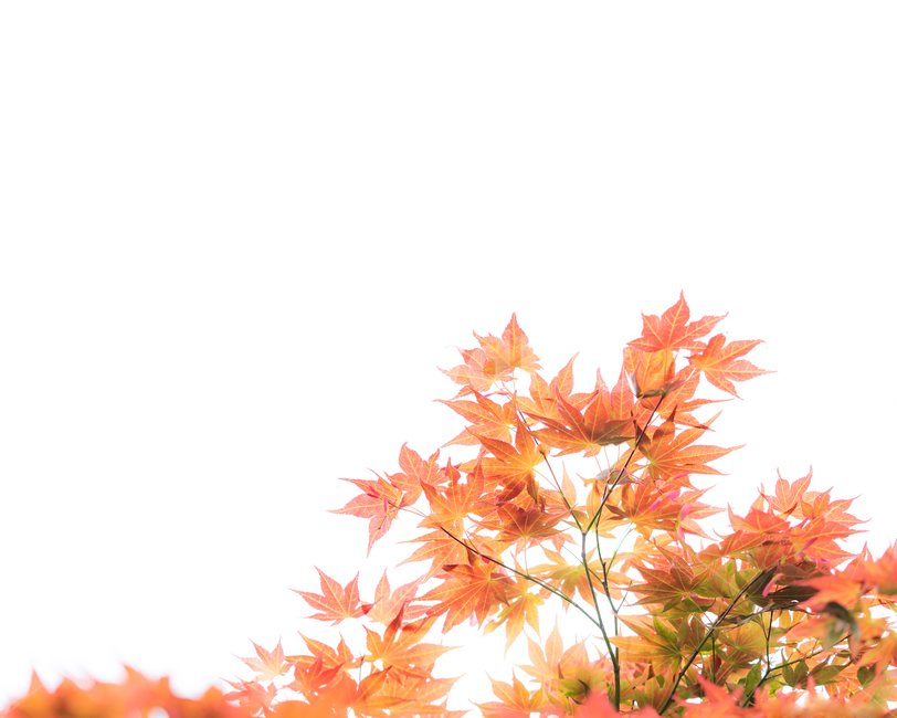 풍경사진,풍경,가을,단풍,하늘,배경화면,색감,leaf,잎,plant,식물,tree,나무,maspicsyou,가을,계절,fall,autumn,season