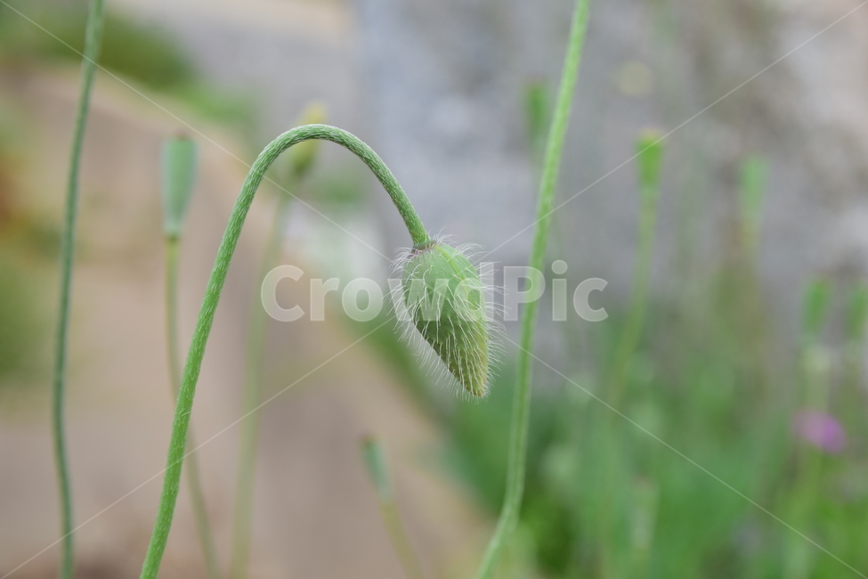 양귀비,개양귀비,양귀비봉우리,꽃봉우리,꽃줄기,솜털,접사,클로즈업,closeup