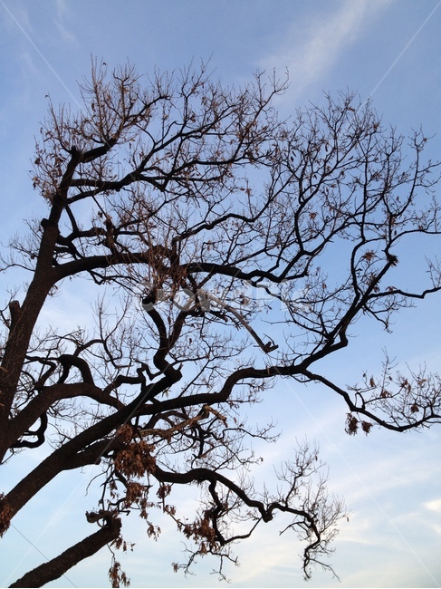 나무,가지,나무가지,나뭇가지,하늘,푸른하늘,파란하늘,tree,branch,sky,bluesky,가을하늘,식물,plant,treetrunk,나무줄기,식물,자연,plants,nature,나무,trees,wood