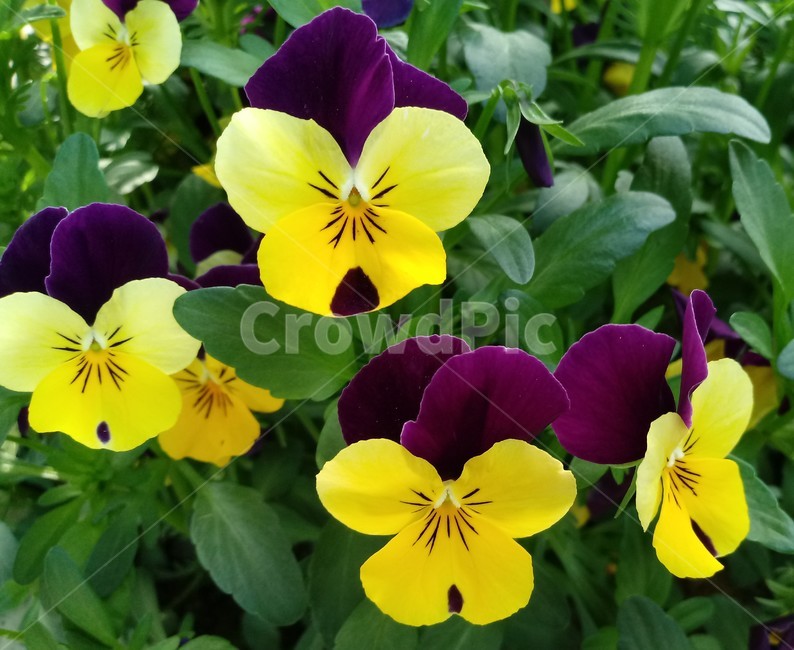 팬지,pansy,제비꽃과,한해살이풀,식물,관상용,노란색꽃,보라색꽃