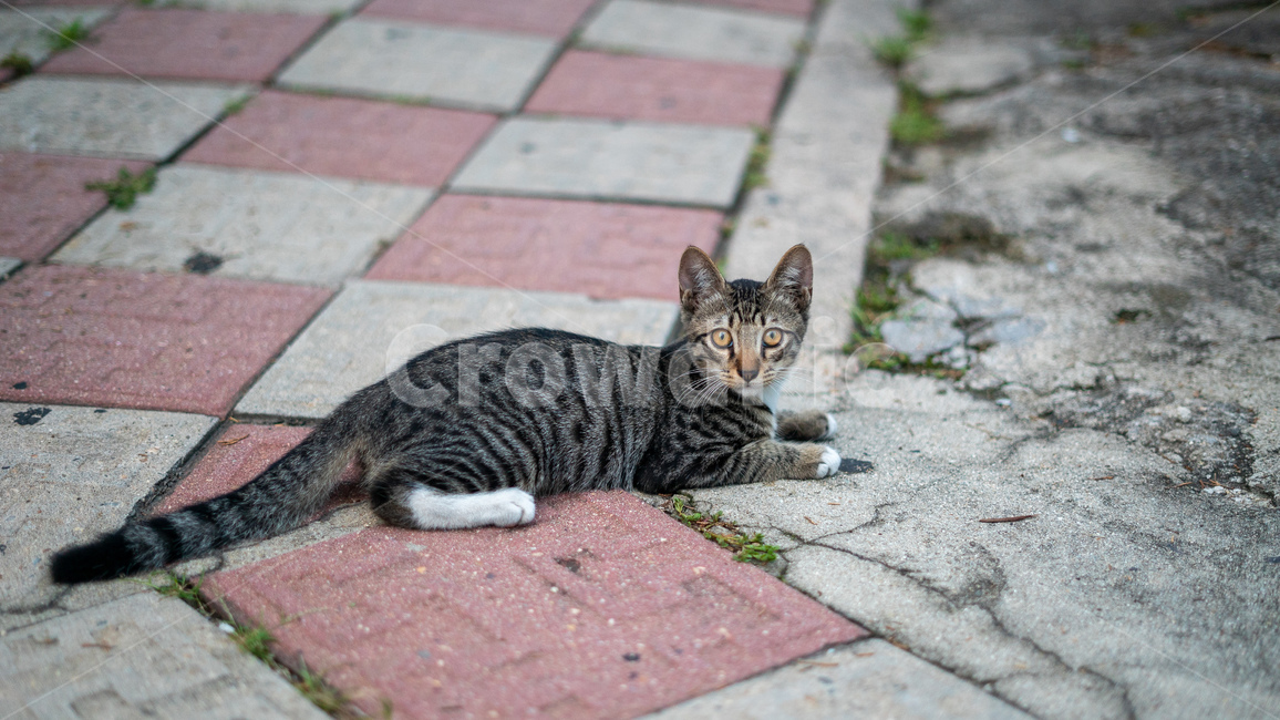 길고양이,고양이,길냥이,동물,아기고양이,새끼고양이,cat,pet,animal,코리안숏헤어,포유류,코숏,동물,animal,포유류,mammal,고양이,cat,kitten,kitty