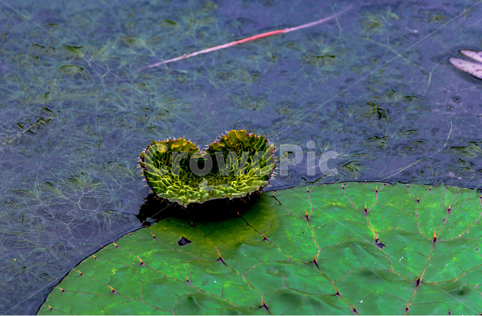 가시연꽃,문양,무늬,패턴,습지,식물,자연,plants,nature,꽃,flower