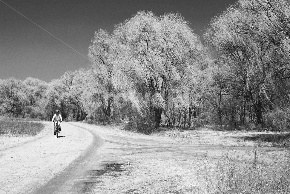 nature,자연,outdoors,옥외,tree,나무,한강고수부지,적외선,적외선카메라,적외선사진,infrared,적외선필터,흑백,흑백사진,사이클,바이크,bicycle,bike,라이딩,riding,자전거