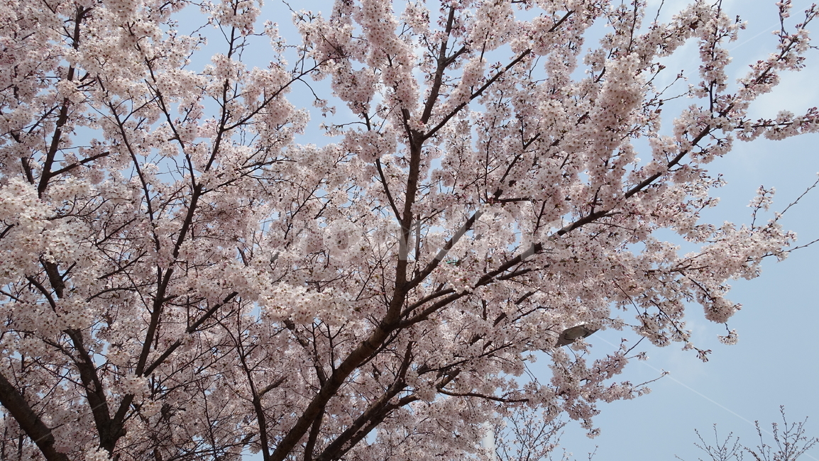 삼락강변,벚꽃,봄풍경,봄꽃,꽃,하늘,봄,계절,spring,season,식물,자연,plants,nature,꽃,flower,plant,blossom