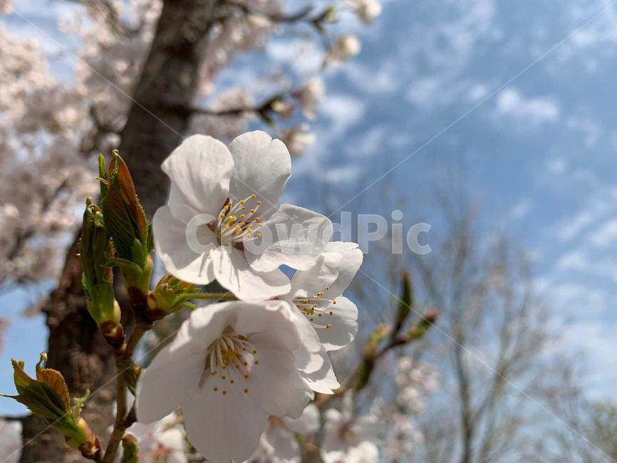 벚꽃,벚꽃놀이,꽃,꽃놀이,벚꽃길,안산벚꽃,봄,봄,계절,spring,season,식물,자연,plants,nature,꽃,flower,plant