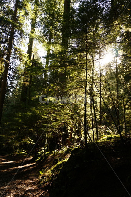 숲,나무,산,자연,햇빛,등산,소나무,침엽수,캐나다,자연물,tree,forest,mountain,canada,자연,풍경,nature,landscape,flare,플레어,light,빛,sunlight,vegetation,초목,plant,식물