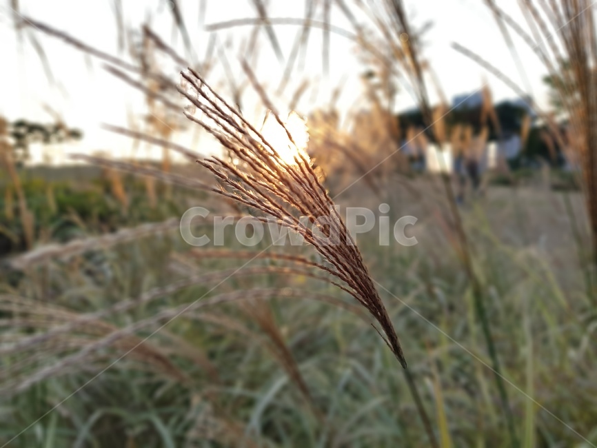 광교호수공원,갈대,억새,식물,감성,plant,lawn,reed,grass,풀,공원,식물,자연,plants,nature
