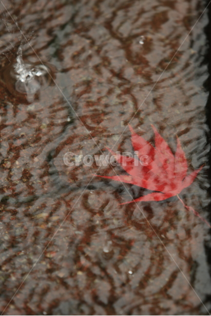 비,소경,풍경,비오는날,비오는소경,rain,가을,계절,fall,autumn,season,식물,자연,plants,nature,비,비오는날,rain,rainy,leaf,잎,plant