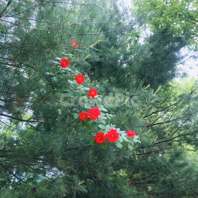 plant,식물,tree,나무,레드꽃