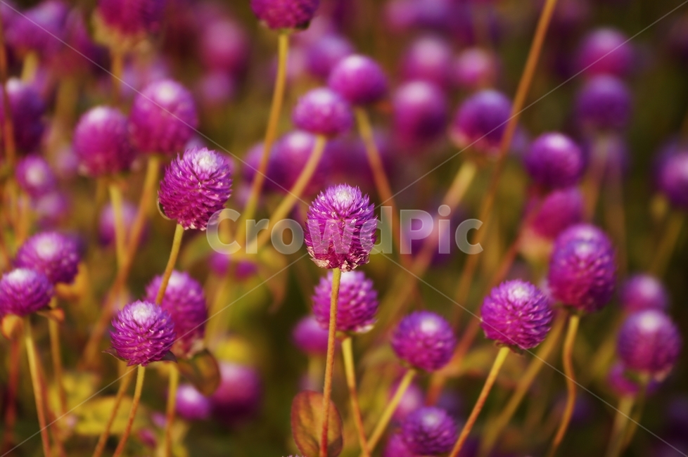 천일홍,꽃축제,꽃길,식물,자연,식물,자연,plants,nature,꽃,flower