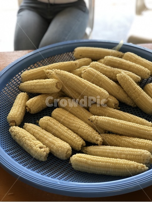 채소,여름,유기농,전원생활,옥수수