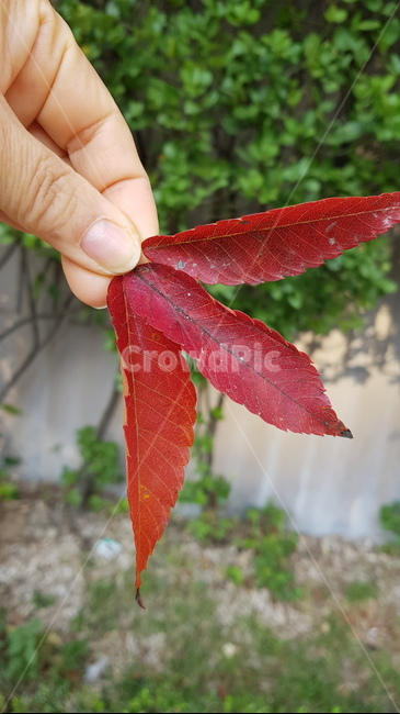 단풍,계절,빨강,초록,나무잎,흙,화단,자연,벽,풀,손,낙엽,사람손,인간,가을,신체일부,손가락,손톱,주름,leaf,잎,plant,식물,tree,식물,자연,plants,nature