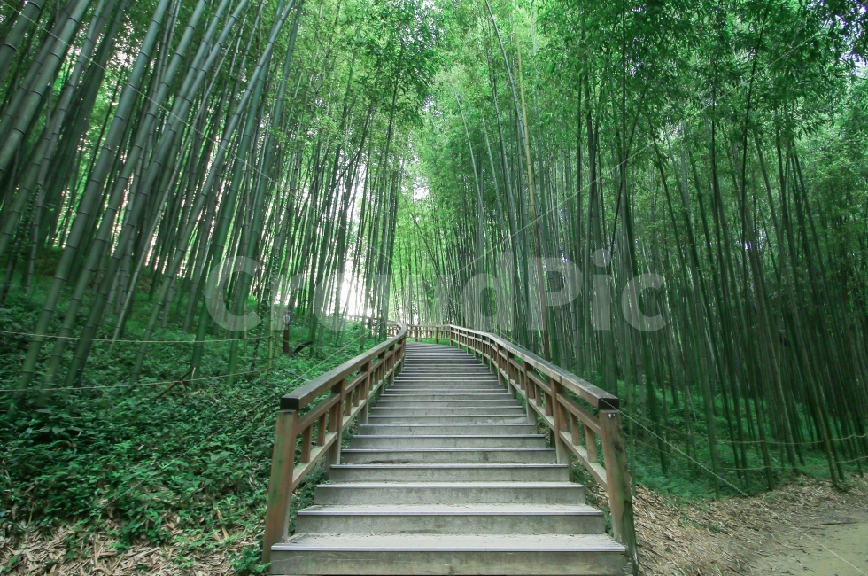 대나무,숲,대나무숲,담양,죽녹원,계단,녹색,여름,산림욕,힐링,치유,평화로운,안정,시원한,조용한,여행,여행지,관광,관광지,자연,풍경,nature,landscape,여름,계절,summer,season,plant,식물