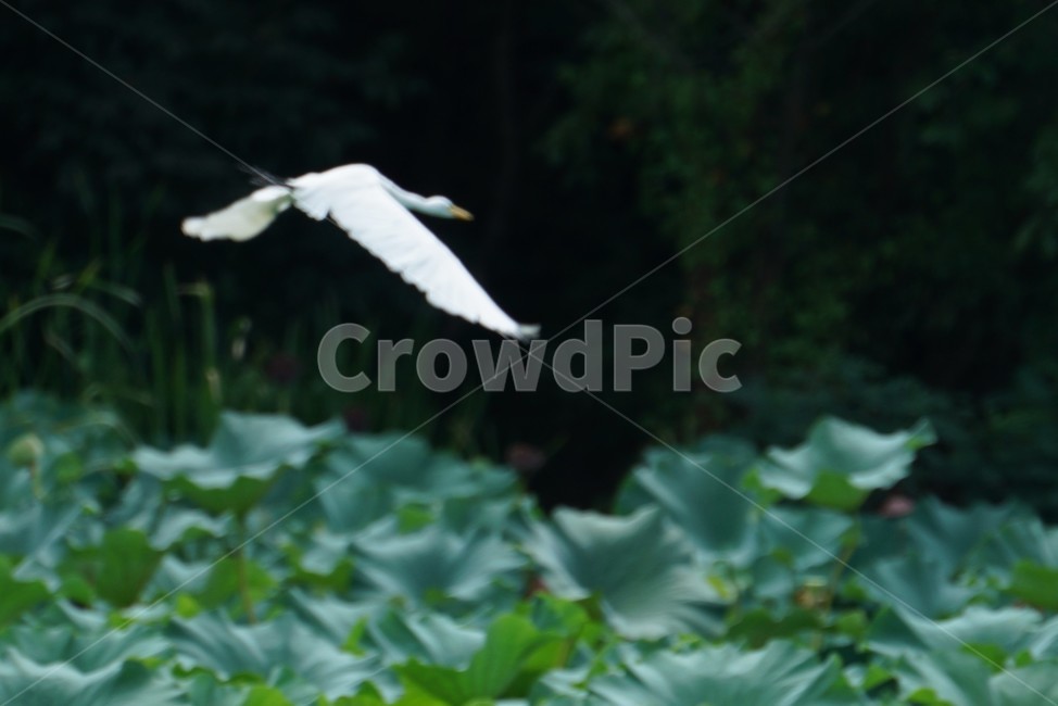 백로,황새목,왜과리과,조류,수생동물,동물,animal,bird,새,나는,물새,조류,새,birds
