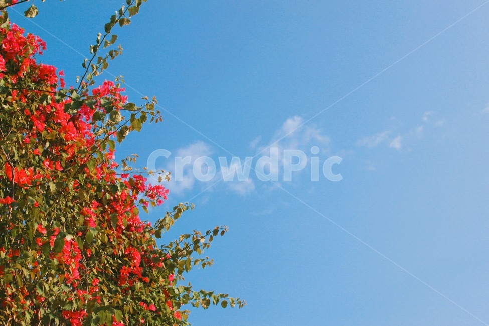 오키나와,붉은꽃,하늘,구름,파란하늘,초록잎파리,식물,자연,plants,nature,꽃,flower