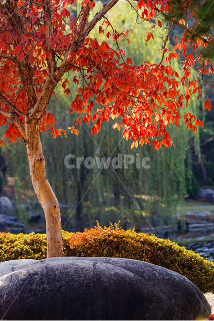 나무,단풍나무,배경,가을,포근한,street,leaf,붉은,단풍,단풍잎,가을,계절,fall,autumn,season,식물,자연,plants,nature,tree,plant,잎