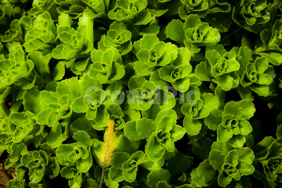 자연,nature,식물,여름식물,녹색,green,강아지풀,식물,자연,plants,nature