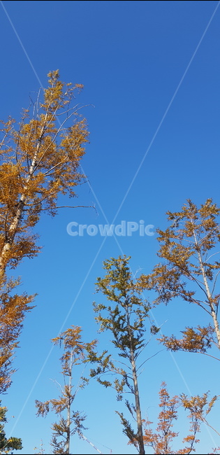 나무,식물,하늘,tree,공원