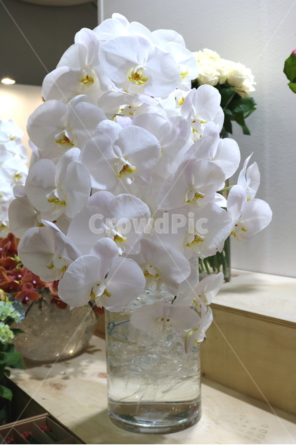 호접란,꽃,난초,식물,호접란꽃,서양란,원예,관상용,식물,자연,plants,nature,꽃,flower,실내용화초,화분,화초,house plant
