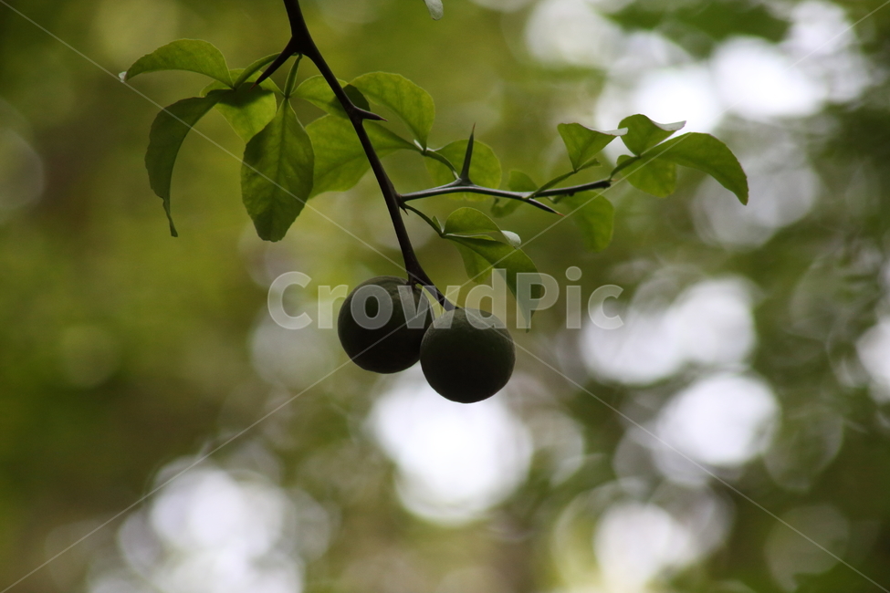 탱자,식물,약용식물,열매,trifoliateorange,탱자나무,꽃,봄,가시,bitterorange