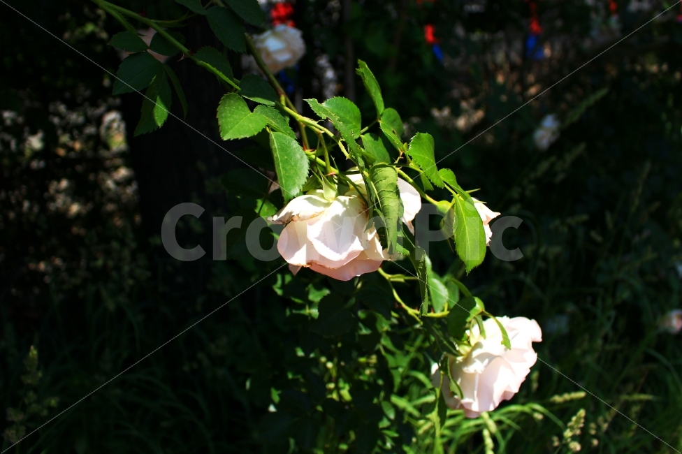 장미,흰장미,색감,감성,감성사진,풍경,그림자,빛,햇빛,flower,rose,flowers,spring,white,color,식물,자연,plants,nature,꽃,flower