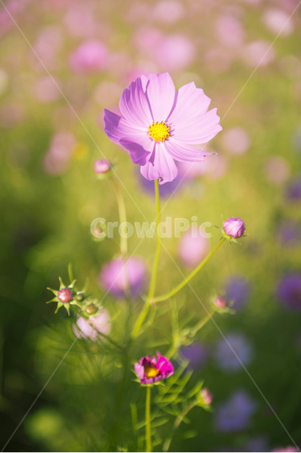 코스모스,가을꽃,분홍색꽃,꽃잎,보케,식물,자연,plants,nature,꽃,flower