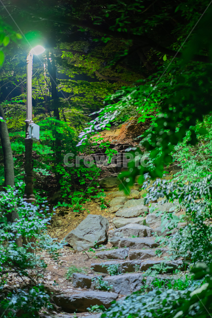 산책,가로등,초록,숲속,나무,green,tree,공원,park