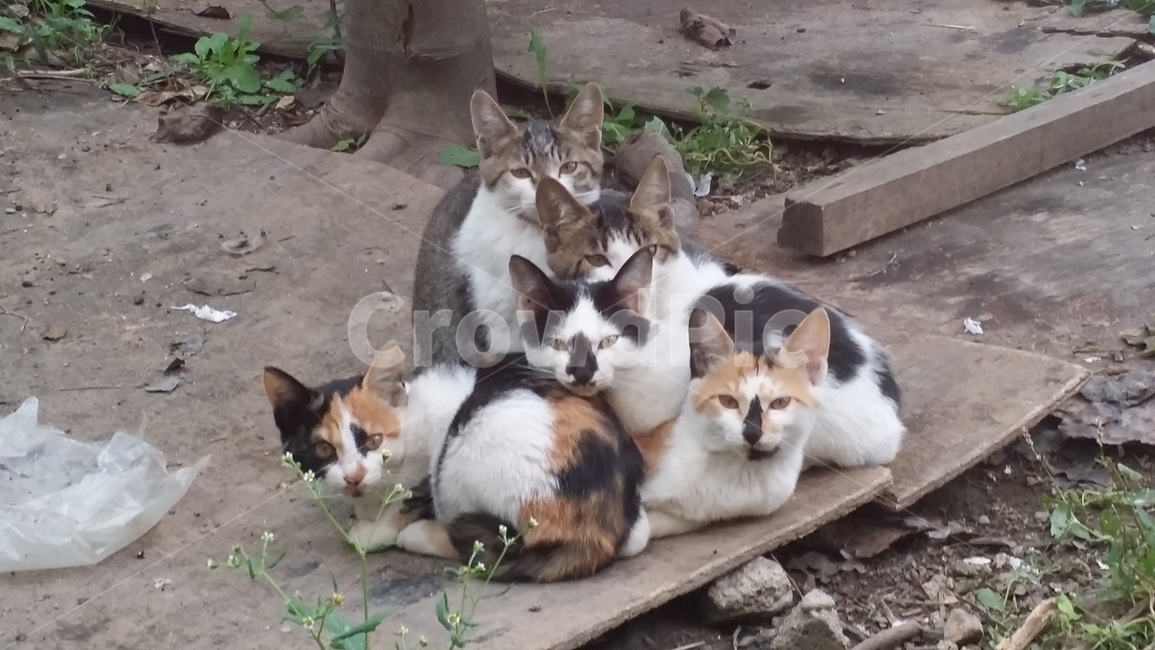 고양이,고양이들,동물,쉼,주목,동물,animal,포유류,mammal,고양이,cat,kitten,kitty