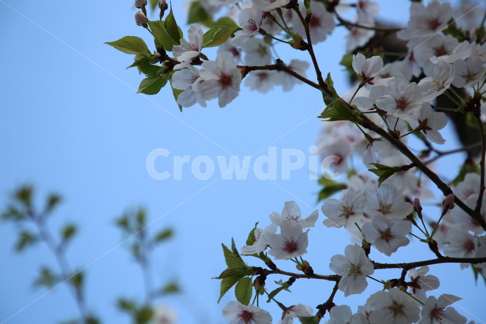 벚꽃,봄,꽃,하늘,나무,분홍,봄,계절,spring,season,식물,자연,plants,nature,꽃,flower,plant,blossom,cherry blossom