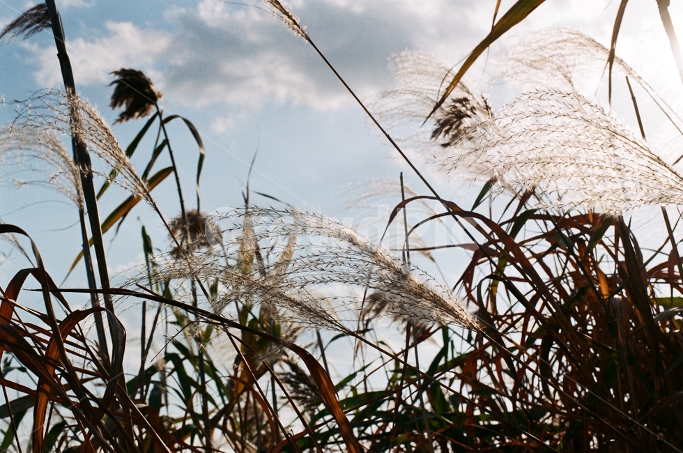 갈대,갈대밭,가을,풀,풍경,자연,nature,landscape,필름카메라,필름,아날로그,감성,film,felling,analogue,구름,햇빛,삼락생태공원,가을,계절,fall,autumn,season,grass,잔디,plant,식물,lawn,reed