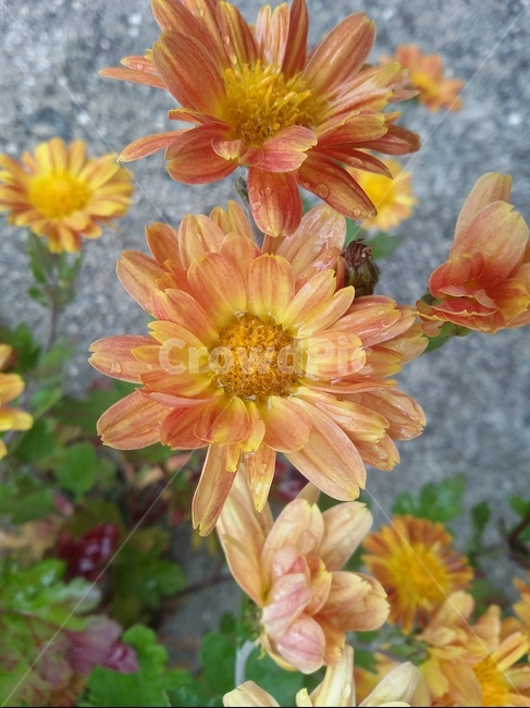 꽃,flower,식물,plant,자연,꽃잎,식물,자연,plants,nature,꽃,flower
