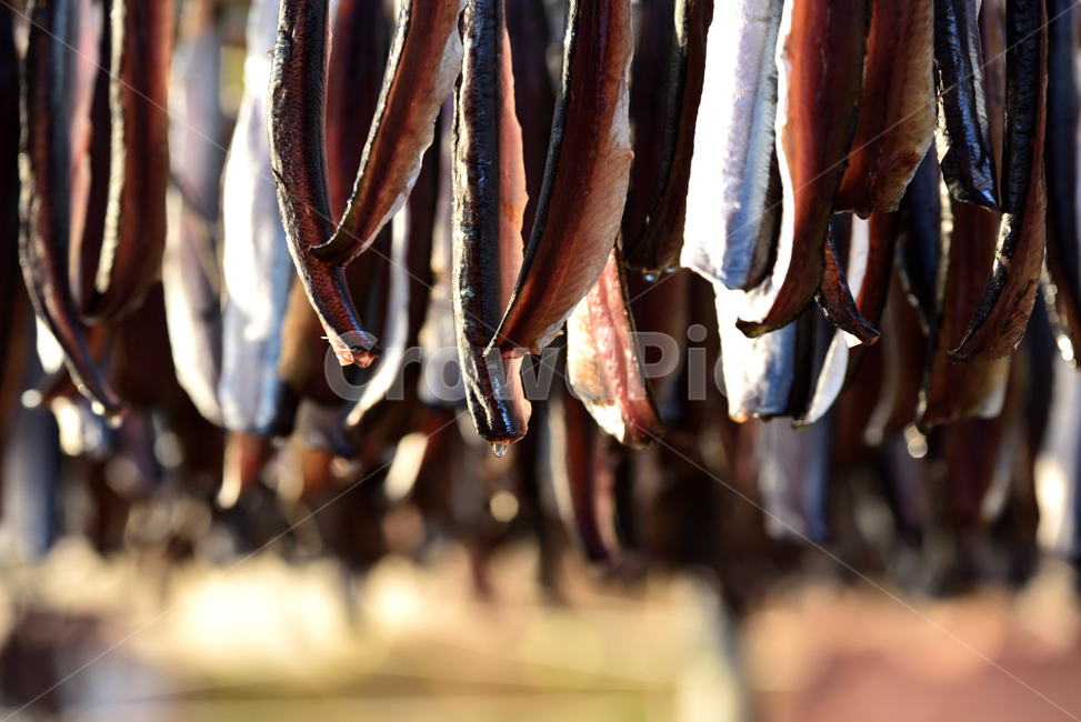 Drink snacks,Pohang,foods,Specialties,snack,dry,food,Pacific saury,East Sea,soju,ocean,closeup,affix,fish,cooking,Gwamegi