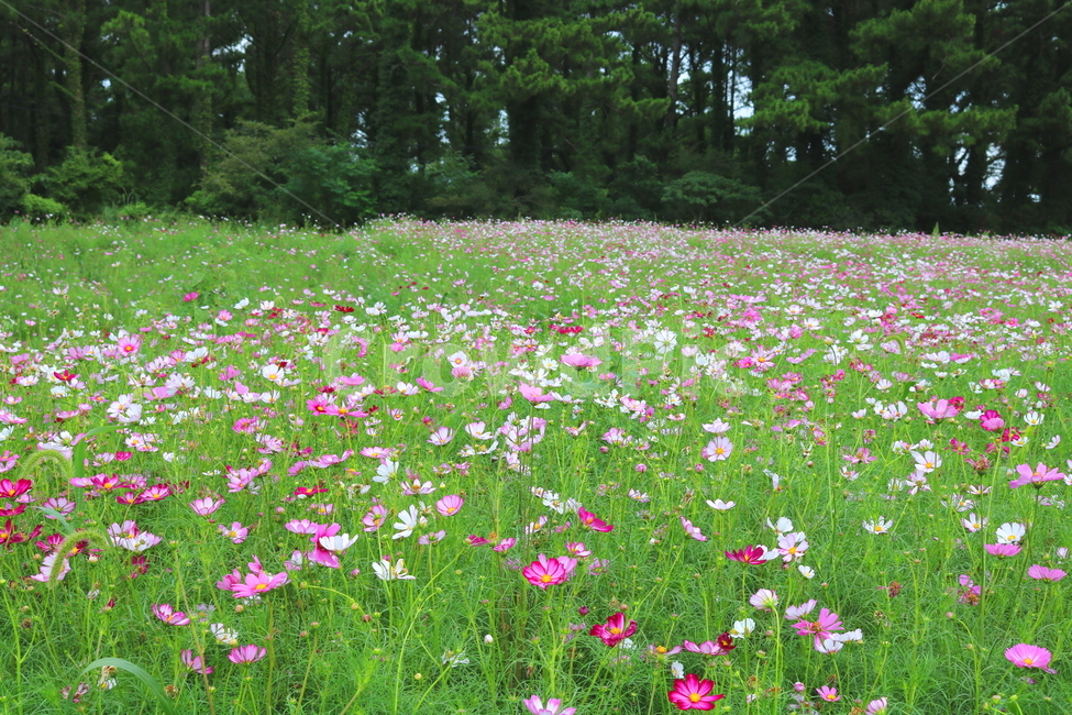 꽃,코스모스,코스모스꽃,식물,자연,풍경,가을,꽃밭,국화과,식물,자연,plants,nature,꽃,flower