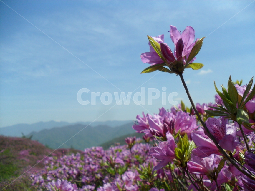 철쭉,지리산,철쭉축제,비로봉,5월,식물,자연,plants,nature,꽃,flower