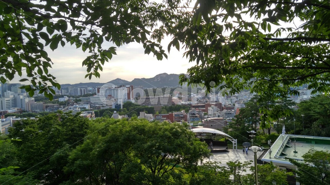 나무,초록,풍경,낙산공원,풀,도시,풍경,city,landscape,outdoors,옥외,garden,정원