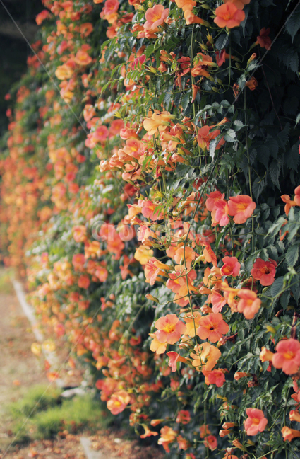 능소화,꽃,flower,식물,감성,식물,자연,plants,nature,꽃,flower