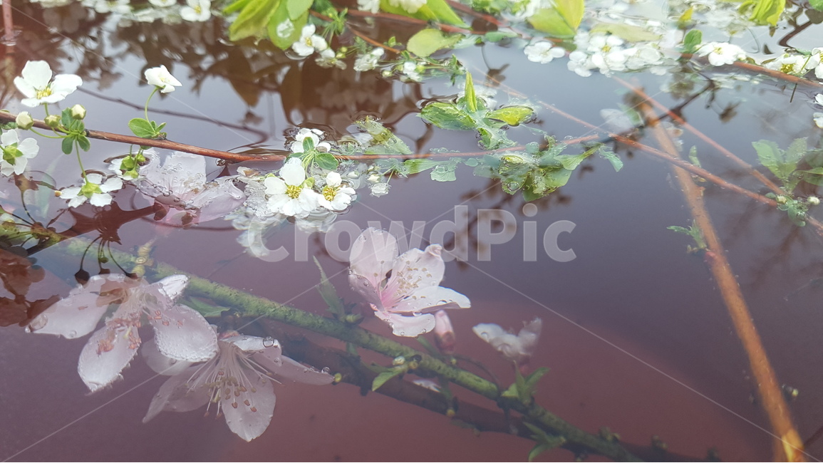 꽃,꽃잎,flowers,leaves,petal,식물,자연,plants,nature,꽃,flower