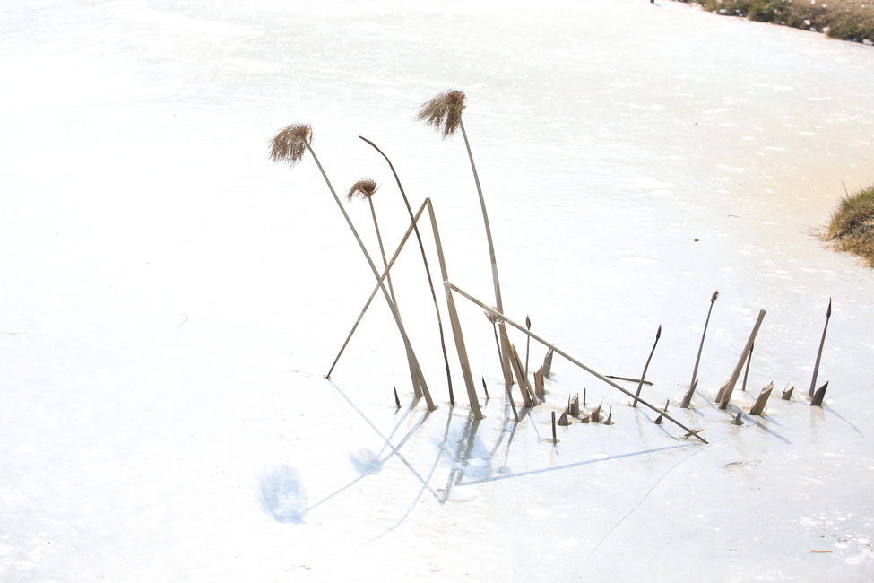 갈대,겨울,눈,얼음,식물,겨울,계절,winter,season,식물,자연,plants,nature